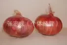 Zhang Zhicheng Co., Ltd. - Electronics reference image 1